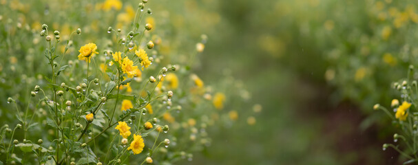 Chrysanthemum flowers blooming in the field