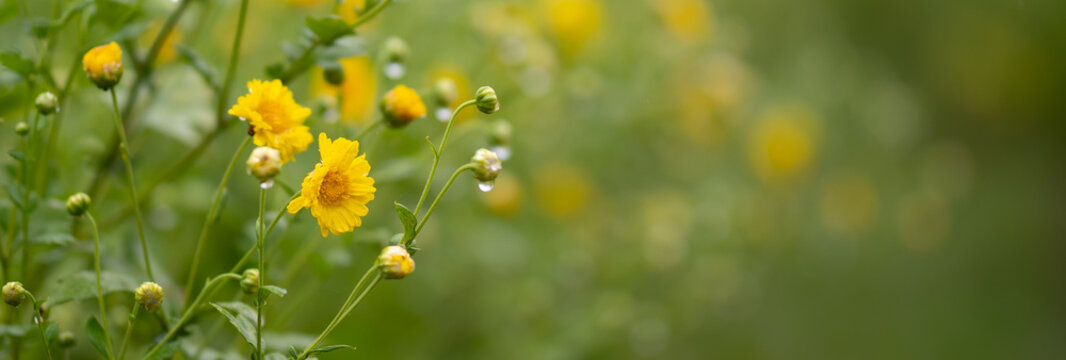 Chrysanthemum Flowers Blooming In The Field