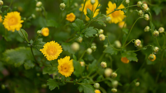 Chrysanthemum Flowers Blooming In The Field