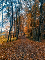Fototapeta premium autumn forest nature