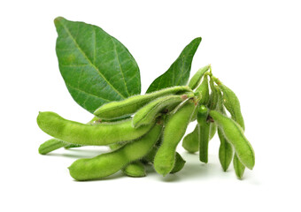 Fresh harvested soybean (edamame) plant isolated on white background