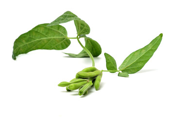 Obraz premium Fresh harvested soybean (edamame) plant isolated on white background