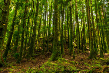 Fototapeta na wymiar mystic green forest in Azores