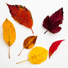 leaves in autumn colors on a white background