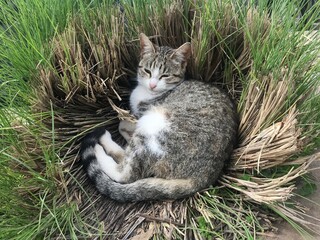 white-gray cat is resting, lying in the dense tall green grass, enjoying nature