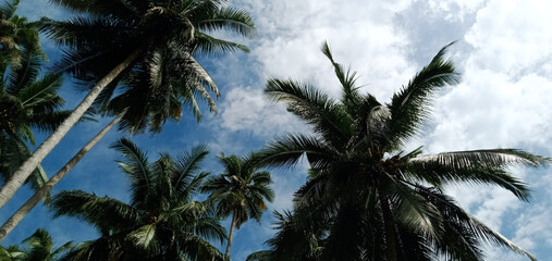 Fototapeta na wymiar Beautiful coconut trees in the Sulawesi island
