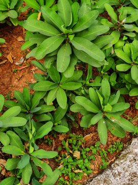 plants in a garden  clicked by hadi