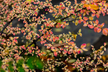 Beautiful autumn leaves and tree changing color on mountain autumn golden leaves sunlight and fallen red orange leaves on ground fruit orchard in autumn season