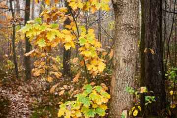 drzewa we mgle,łąka,mgła