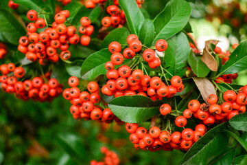 Firethorn (Pyracantha coccinea) berries in the fall season. bright beautiful decorative red berries on bushes, red autumn bright viburnum berries, mountain ash, autumn landscape, selective focus
