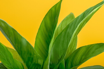 tropical green spathiphyllum leaves on yellow background