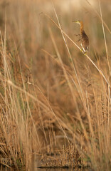 Squacco Heron perched on reed at Asker marsh, Bahrain