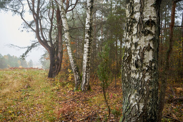 Obraz premium drzewa we mgle,łąka,mgła