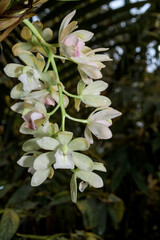 Necklace Orchid (Coelogyne cv) in greenhouse