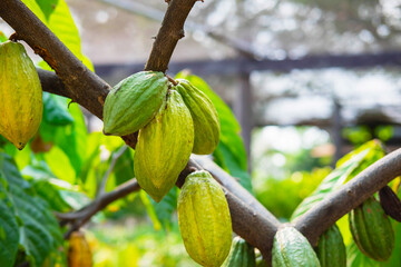 Fresh cocoa fruit from cocoa trees