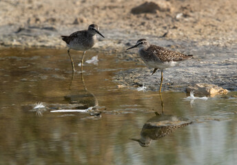 A pair of Wood Sandpipers at Asker marsh, Bahrain