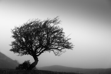 tree in fog