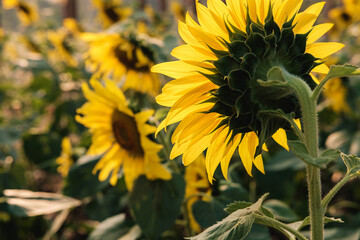 Obraz premium .Sunflower field nature background