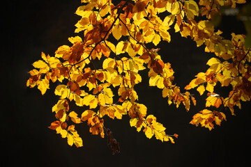 Indian Summer Leaves German Forest. High quality photo