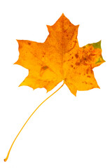 Bright yellow dry fallen maple leaf on a white background