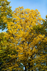 Beautiful autumn leaves and tree changing color on mountain autumn golden leaves sunlight and fallen red orange leaves on ground fruit orchard in autumn season
