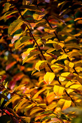 Beautiful autumn leaves and tree changing color on mountain autumn golden leaves sunlight and fallen red orange leaves on ground fruit orchard in autumn season