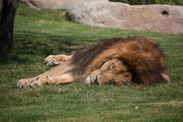 Löwe schläft in der warmen Sonne