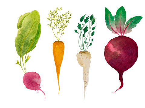 Hand painted watercolor set of root vegetables on white background