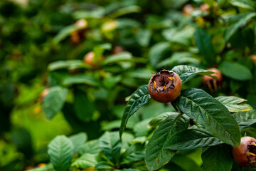 Seasonal fruits on trees at late fall.