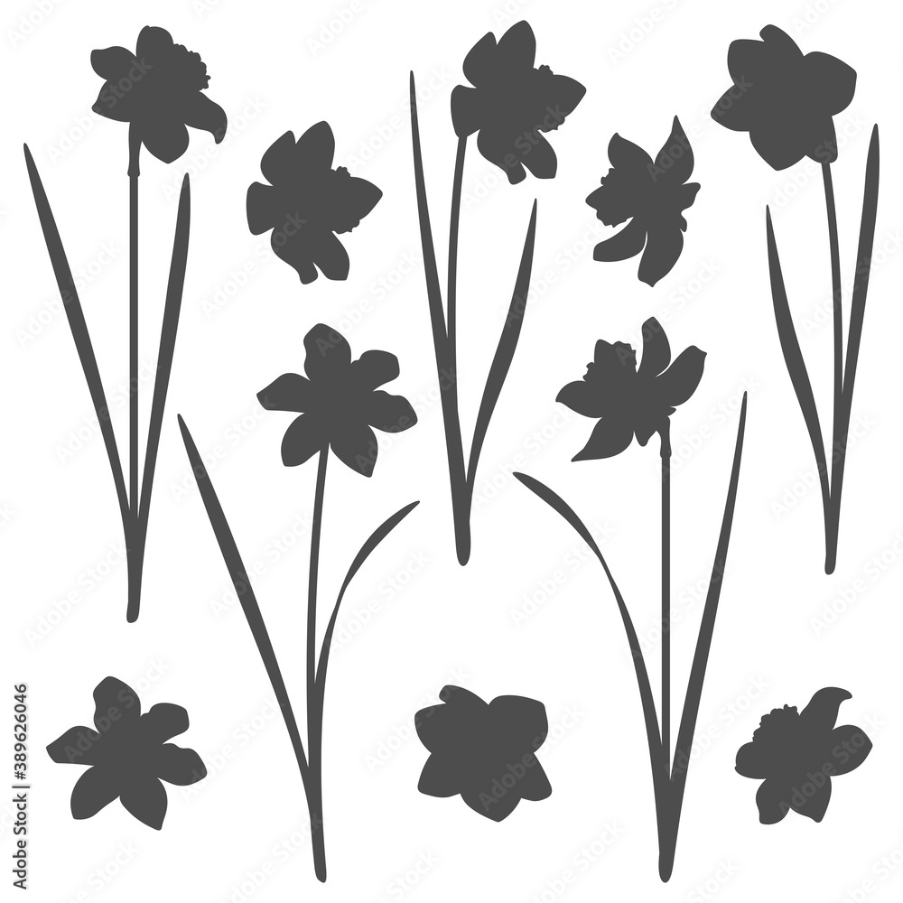 Poster set of black and white illustrations with a narcissus. isolated vector objects on a white background