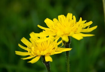 Close up wild flowers, A Leontodon hispidus, is a perennial herb occurring in hay meadows, pastures and other grasslands, on roadside verges, railway banks. Italian wildlife.  Italy
