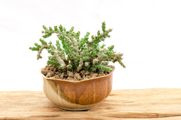 Euphobia succulent plants in ceramic pot on wooden table top white background  