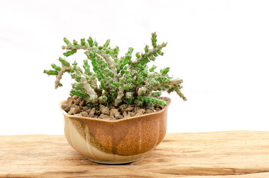 Euphobia succulent plants in ceramic pot on wooden table top white background  