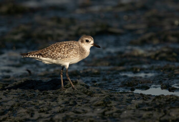 Grey plover at Tubli bay, Bahrain