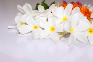 Naklejka na ściany i meble Pulmeria alba is a species of genus Pulmeria, white flower spring background 