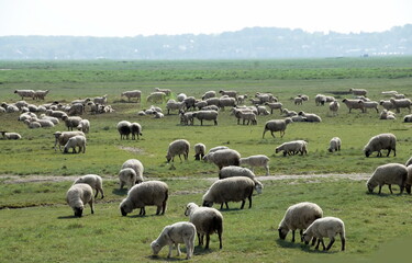 Troupeau de moutons de prés-salés, vers Saint-Valéry-sur-Somme, département de la Somme, France