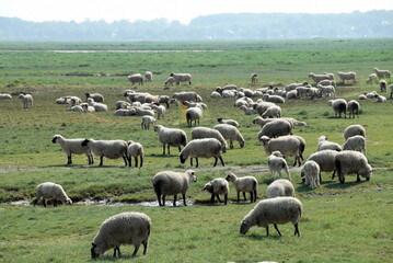 Troupeau de moutons de prés-salés, vers Saint-Valéry-sur-Somme, département de la Somme, France