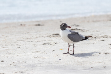 Möwe am Strand