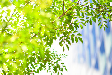 若葉とビルディング © Paylessimages