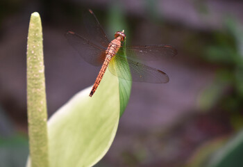 dragonfly on a petal