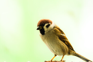 Spatz im Herbst freigestellt copyspace  