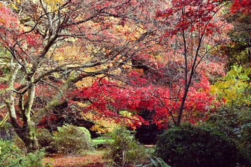 Gold, Red and pink colours of the Japanese maple during the autumn.