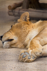 昼寝中のライオンの牝