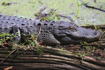 Alligator