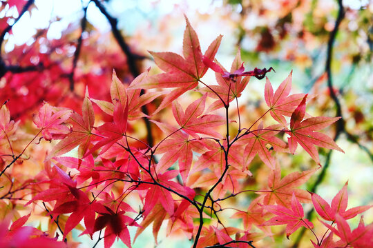 Red and pink colours of the Japanese maple during the autumn.