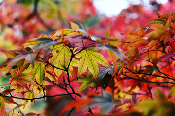 Red and pink colours of the Japanese maple during the autumn.