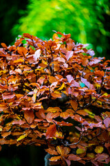 Beautiful autumn leaves and tree changing color on mountain autumn golden leaves sunlight and fallen red orange leaves on ground fruit orchard in autumn season