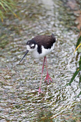 クロエリセイタカシギ