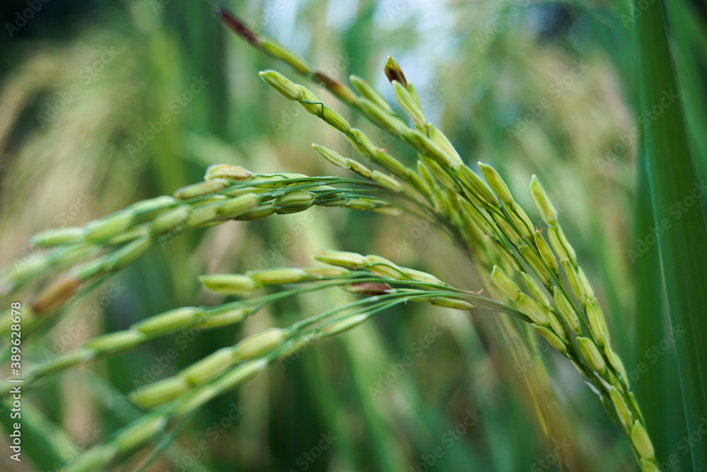 Wall mural ears of rice near harvest blurred background