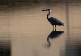 Grey Heron and reflection on water at Tubli bay, Bahrain